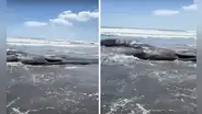 Impactantes imágenes muestran ballenas varadas en Japón tras devastador terremoto de magnitud 8.8 en Rusia