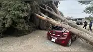 Tormenta de arena en Ica: automóvil es destrozado tras caída de enorme árbol por fuertes vientos
