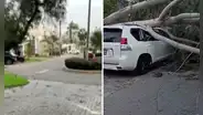 Fuertes vientos en Lima causan aparatosa caída de árbol sobre vehículo en La Molina