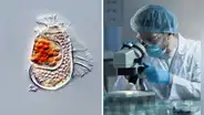 El misterioso ser que no está “vivo ni muerto” descubierto en Japón que cambia la historia evolutiva