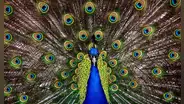 Científicos descubren que los pavos reales pueden 'disparar' luces láser desde las plumas de sus colas