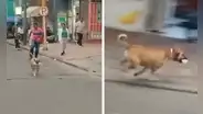 ¡El ladrón más adorable! Perrito roba comida a una joven y lo apodan 'el roba carne': "Por fortuna, nadie resultó herido"