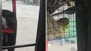 Mototaxista peruano es captado llevando a su loro de copiloto: "Mejor eso que dejarlo solo en casa"