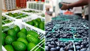 La palta y el arándano se consolidan en mercado francés: agroexportaciones peruanas crecieron en un 21%