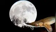 ¿Cuándo es la luna llena de agosto 2025 en Perú? Fecha, hora y qué significa la 'Luna de esturión'