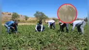 Seguro agrario en Arequipa: ¿cómo acceder a la cobertura tras los daños causados por los vientos extremos?