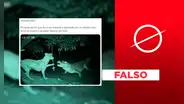 Este perro no se enfrentó a un caimán con un rosario: se trata de un montaje