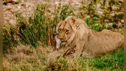 Zoológico en Dinamarca causa revuelo al pedir animales domésticos "no deseados" para alimentar a sus leones