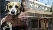 Piden justicia para perrita que fue víctima de violación sexual por hombre en Villa María del Triunfo