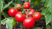 Biólogos descubren que unos tomates silvestres están evolucionando a la inversa para no dejarse comer