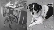 Héroe de cuatro patas: perro impide asesinato y salva a joven en Colombia