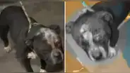 Perrito es hallado con cortes de machete en el rostro en Ate: can podría perder la visión del ojo izquierdo y dueños sospechan de su vecino