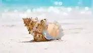 Científicos advierten sobre la disminución de conchas marinas debido al turismo masivo y sus graves impactos ecológicos