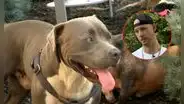 Pitbull héroe guía a un hombre hasta sus dueños inconscientes y les salva la vida en EEUU: “Un perro que los quiere mucho”