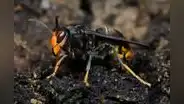 China desarrolla "abejas espía" que podrían ser usadas en casos militares: las controlan con agujas en su cerebro
