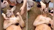 Canguro finge desmayarse por hambre para conmover a turistas y que lo alimenten: "Denle un Oscar"