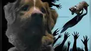 La inquietante película de terror narrada desde la mirada de un perro que busca salvar a su dueño de una presencia fantasmal