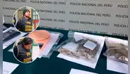 Tacna: capturan a 'Los pitufos' con invernadero de hongos alucinógenos