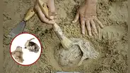 Hallan evidencia de canibalismo humano en restos de hace 5.700 años: científicos descartan algún tipo de ritual funerario