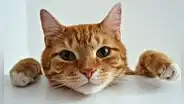 Científicos descubren en los gatos la ayuda para encontrar nuevos tratamientos contra el alzhéimer: "Es el modelo perfecto"
