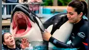¿Es real la historia de Jessica Radcliffe? La verdad detrás del video viral de su supuesta muerte tras ataque de una orca