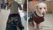 Dueño dejó a su perrito en peluquería canina en Comas y nunca regresó: había dejado falso número a veterinario