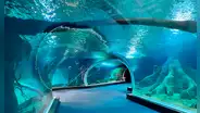 El acuario de agua dulce más grande el mundo está en Sudamérica que asombra con 5 millones de litros, 380 especies marinas y sirve como centro de investigación