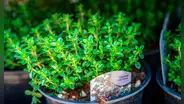 La planta aromática que es la más efectiva contra la gripe y el dolor de garganta, según estudios