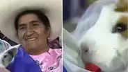 Cuyes se casan en festival chotano en Cajamarca y usuarios reaccionan en redes: “Hasta que un caldito los separe”