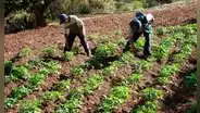 El producto estrella del Perú que lidera las exportaciones y superó a Chile como principal productor mundial: crece al 122% anual
