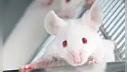 Científicos en China implantan células cerebrales similares a la neuronas humanas a ratones: podría combatir la depresión