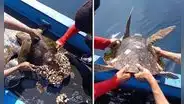 Pescadores liberan a tortuga con percebes y usuarios aplauden la acción: "Le tocó día de spa"