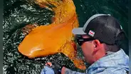 Un extraño tiburón de piel naranja y ojos blancos es descubierto por pescadores en el mar del Caribe