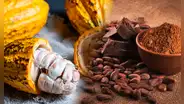 Estudio científico revela cuál es el verdadero origen del cacao en Sudamérica y como se expandió por el mundo