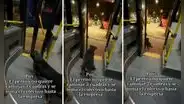Perrito no quiere caminar y toma bus para regresar a su hogar: "Se bajó sin pagar pasaje"