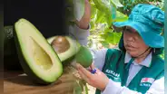 Este es el país que supera a EEUU con la mayor compra de paltas peruanas en 2025: compraron 50 toneladas más que en 2024