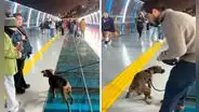 Perrito ‘bautiza’ nuevo Puente de la Paz de Miraflores a pocas horas de su inauguración: “A lo que yo vine fue a esto”