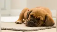 Una psicóloga de Harvard revela que los perros sueñan visualmente que juegan con sus dueños