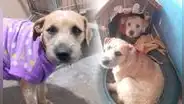 Karim y Darlin, perritas hermanas abandonadas en una estación del Metropolitano, esperan un hogar definitivo