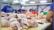Pollo peruano al mundo: Perú vuelve a exportar aves tras recuperar estatus libre de Influenza Aviar