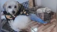 Joven deja a su perrito en spa de Santa Anita y termina enfermo de gripe por largo tiempo mojado durante baño