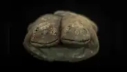 Arqueólogos descubren en Perú escultura de sapos de la civilización más antigua de América: tiene 3.800 años