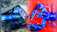 Langostas azules, el extraño fenómeno que sorprende a científicos de EE. UU.: solo una por cada dos millones
