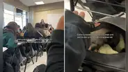 Joven oculta a su perrito dentro de su mochila mientras su profesora anuncia que habrá revisión de sus pertenencias: ''Sintió el verdadero terror''