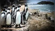 Construcción del penal El Frontón amenaza especies en peligro de extinción: proyecto afectaría refugio natural de aves marinas