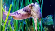 Científicos descubrieron que un animal marino puede ser tan inteligente como un niño de 4 años