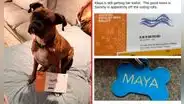Estados Unidos: mujer acusada de registrar a su perro para votar podría ir 6 años a la cárcel