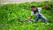 Colombia: una planta invasora que crece sin control amenaza con desaparecer un pueblo de pescadores