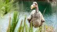 Científicos aseguran que el dodo, ave existinta hace 300 años, podría "revivir" en 2030 gracias a proyecto genético
