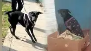 'Negrita', la perrita que fue abandonada y atropellada hoy está recuperada y busca a su próxima familia